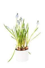  Muscari in the white pot isolated on a white background
