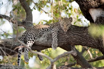 Rolgordijnen Closeup shot of a lazy african leopard resting on a tree branch © Ozkan Ozmen/Wirestock