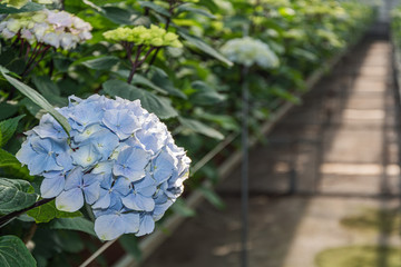 Growing hydrangeas in a huge greenhouse