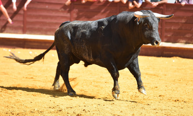 toro español en una plaza de toros