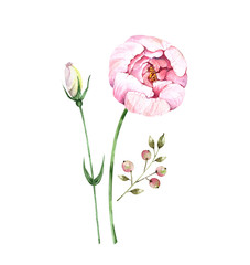 delicate pink flowers and branch with berries, watercolor illustration on a white background
