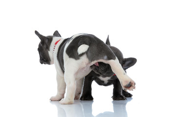 Small French bulldog cub cleaning and licking his sibling, - obrazy, fototapety, plakaty