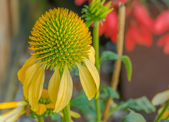 flower Asteraceae Echinacea Lemon Yellow Coneflower