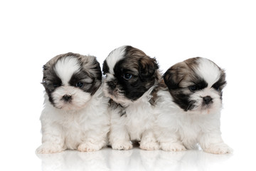 Eager Shih Tzu cubs curiously looking around