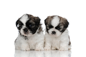 Concerned Shih Tzu cubs looking forward and thinking