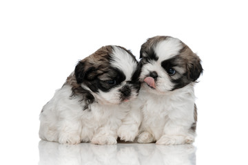 Shih Tzu cubs comforting and embracing each other