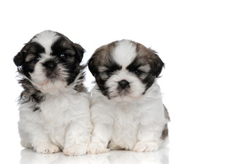 Two dutiful Shih Tzu cubs looking forward