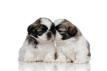 Lovely Shih Tzu cub kissing his sibling