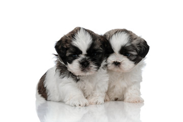 Bothered Shih Tzu cub frowning and hugging his sibling