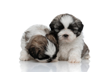 Focused Shih Tzu cubs sniffing and looking around