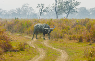 Water buffalo standing on the road in Kaziranga National Park, India.