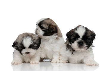 Bothered Shih Tzu cubs looking around and frowning