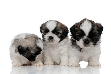 Curious Shih Tzu cubs being protected by their confident sibling