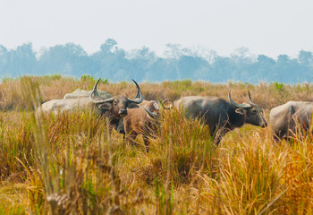 Grazing water buffaloes in Kaziranga National Park, India