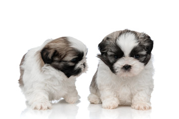 Lovely Shih Tzu puppies playing and looking around