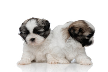 Shy Shih Tzu puppies curiously looking around