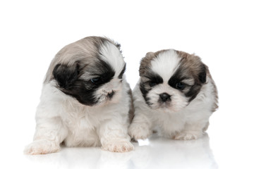 Curious Shih Tzu looking around and searching