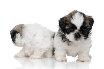 Confident Shih Tzu cub looking forward and protecting his sibling