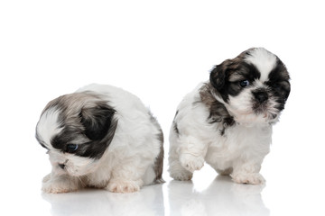 Clumsy Shih Tzu cubs playing around