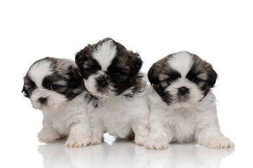 Dutiful Shih Tzu cubs looking forward and waiting