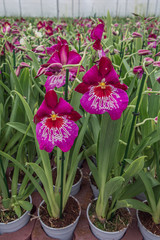 Flowering branches of orchids in a greenhouse