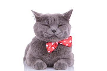 Tired British Shorthair cat wearing blinking