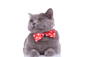 Playful British Shorthair cat curiously looking away