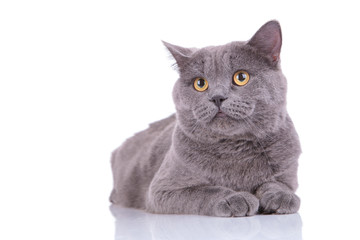 Adorable British Shorthair cat waiting