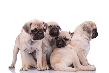 Obraz premium team of four sleepy pugs sitting on white background