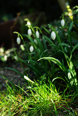 the beginning of flowering of snowdrops in the garden