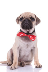 adorable pug wearing polka dots bowtie on white background