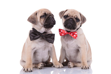 team of two pugs wearing bowties on white background