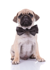 adorable pug wearing black bowtie on white background