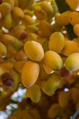 bunch of sweet fruit dates hanging in garden new season fresh food yellow