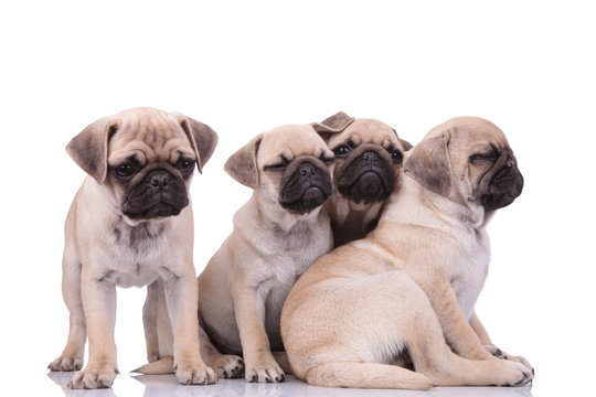 family of four adorable pugs looking to side on white background
