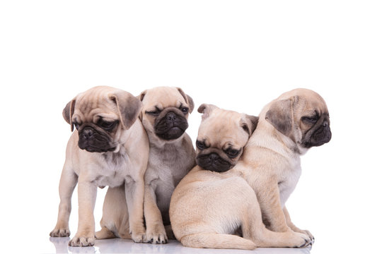 family of adorable pugs resting and sleeping on white background