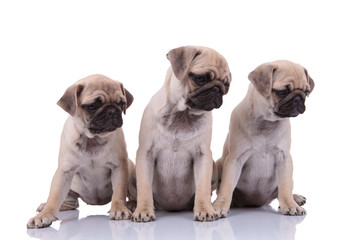 team of three pugs looking to side on white background