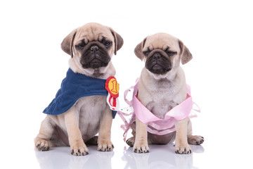couple of two pugs wearing costumes on white background