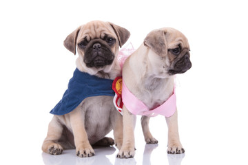 couple of two pugs wearing costumes on white background