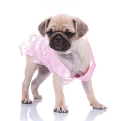 adorable pug wearing pink costume on white background