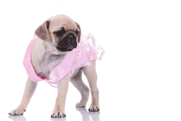 cute pug wearing pink costume on white background