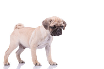 Obraz premium sad pug looking down on white background