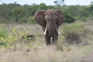 Fototapeta premium Elephant in the wilderness, African Elephant in the wilderness