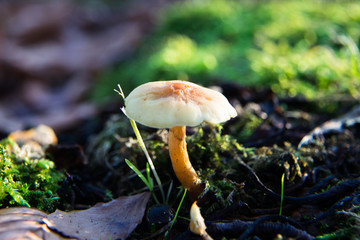 Single mushroom in the forest