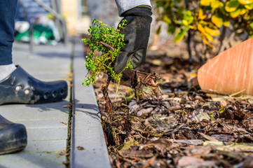 In the spring, a woman removes weeds that grow in a bed of bark mulch. Concept: gardening and spring cleaning