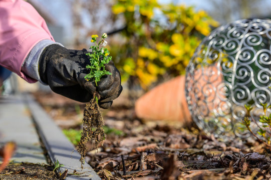 In the spring, a woman removes weeds that grow in a bed of bark mulch. Concept: gardening and spring cleaning