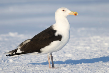 Great black-backed gull