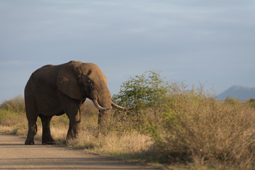 Elephant in the wilderness, African Elephant in the wilderness