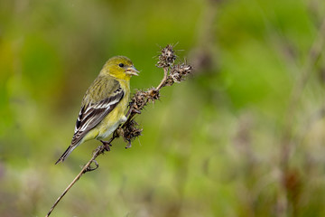 bird on a branch