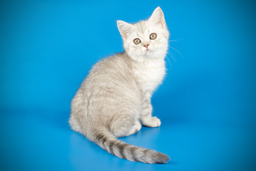 Scottish straight shorthair cat on colored backgrounds